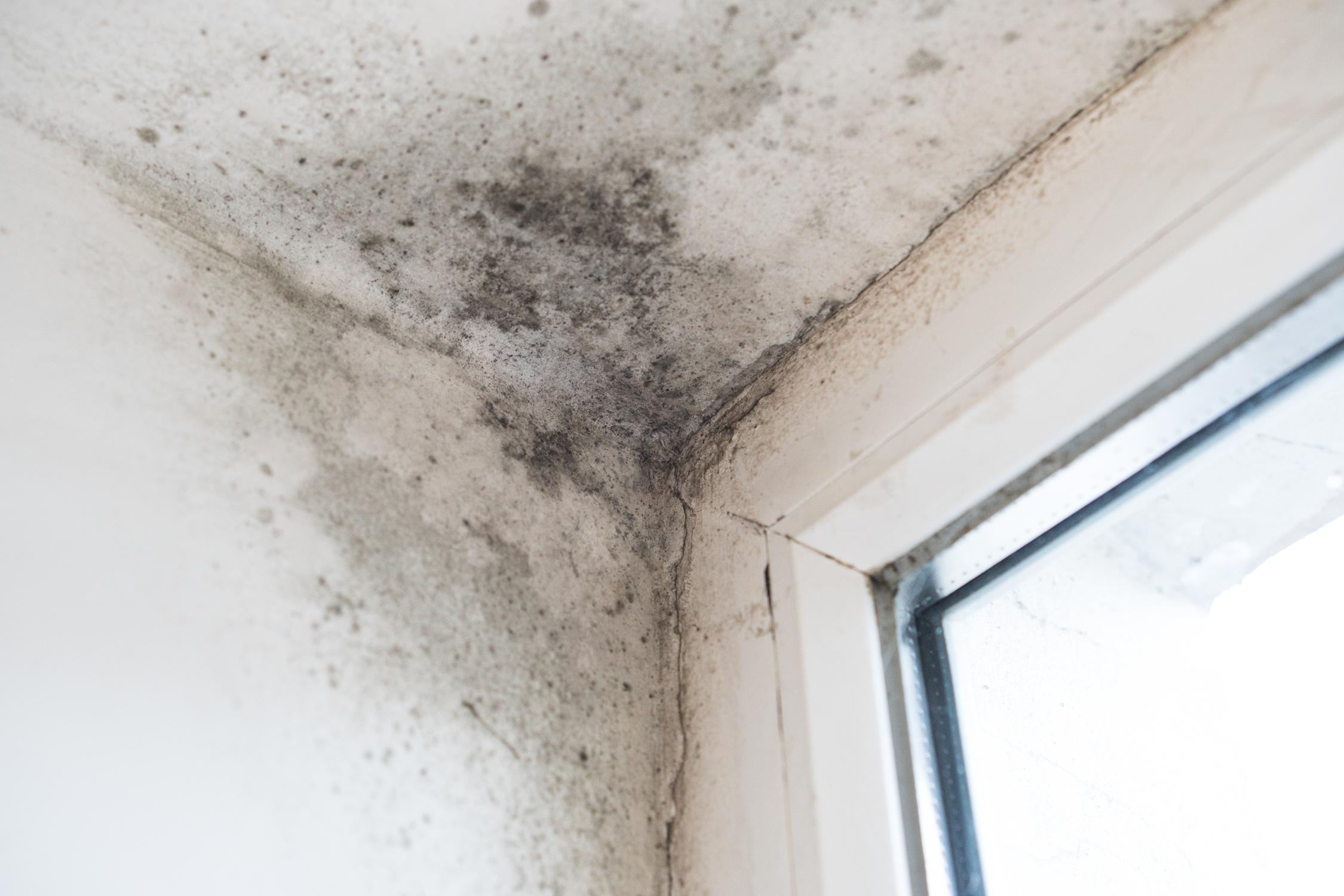 Mould, Fungus Or Dampness