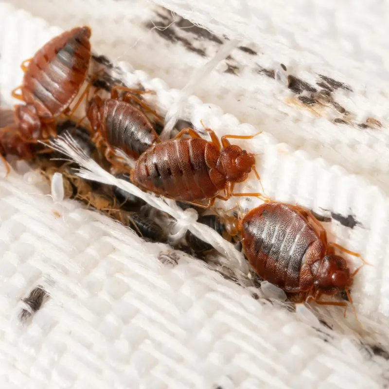 Insect Infestation
