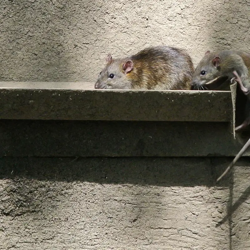 Vermin Infestation